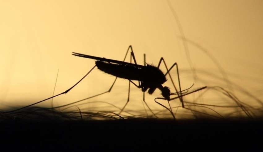 Sorocaba Decreta Epidemia Da Dengue Comando Not Cia