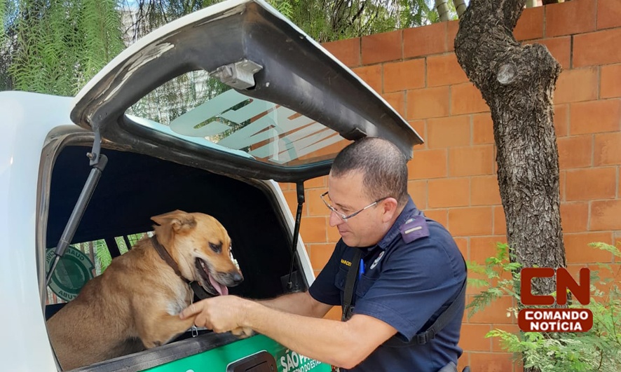 Crueldade Humana Cachorro Amarrado Em Rvore E Deixado Para Morrer Em