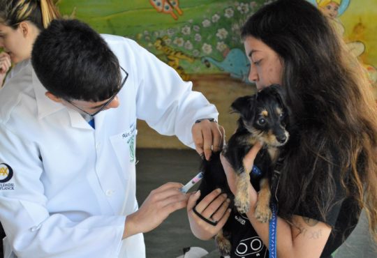 001 campanha de vacinação antirrábica