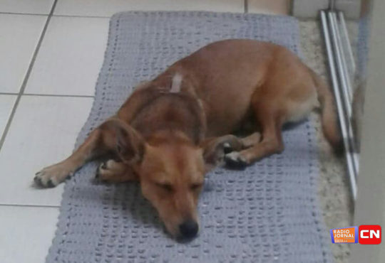 50703114 285592198816005 6756542035500466176 n cópia