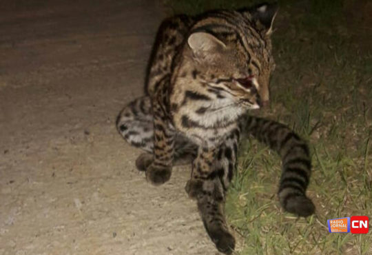 Whatsapp image 2019 01 03 at 08.37.54 cópia