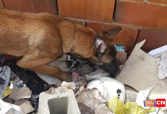 52338402 236122240674563 5453125009985765376 n cópia cópia