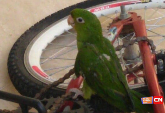 Papagaio localizado 2