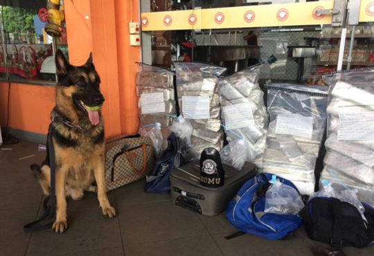 53534461 2172520066165339 166996579100655616 n cópia cópia