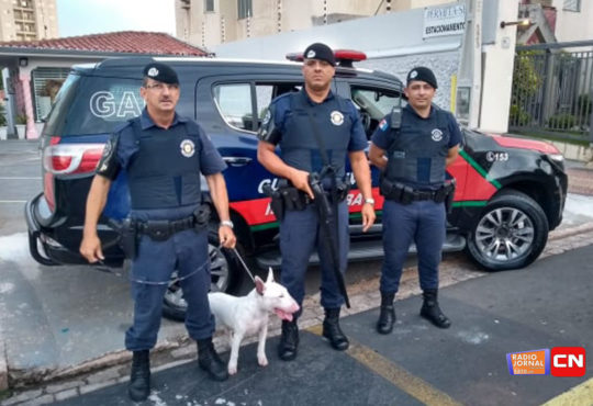 Cão espancado 1
