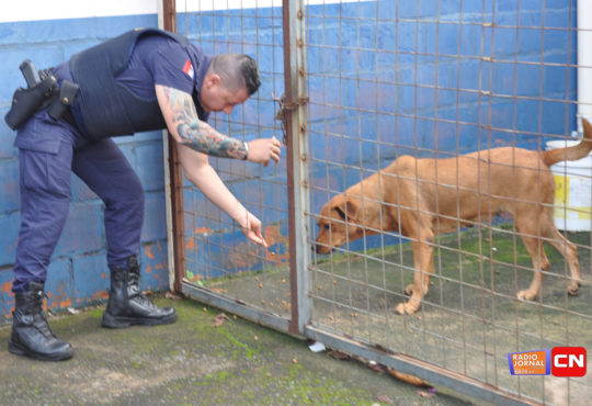 Maus tratos animal 2