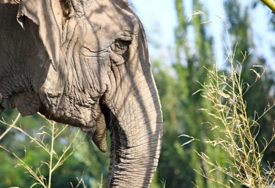 Ramba destaque 980x600