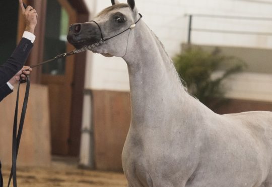 0557 sahara misshaela premiun cup 2