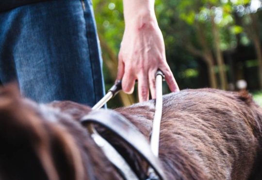 Alx medicina saude cao guia 20150413 0009 original