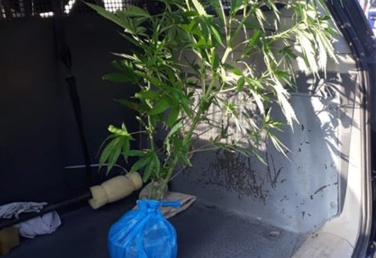 78560148 1052550168444349 3185330145384726528 n cópia