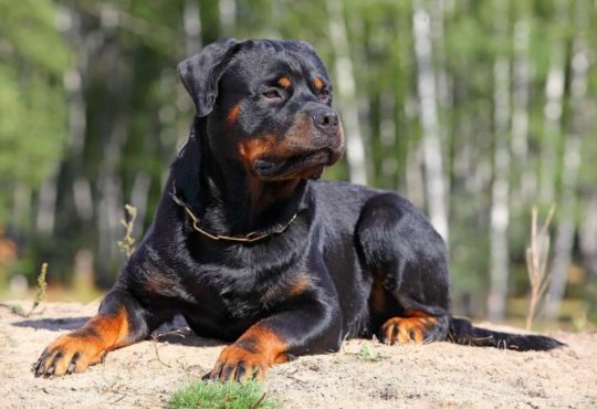 Rottweiler