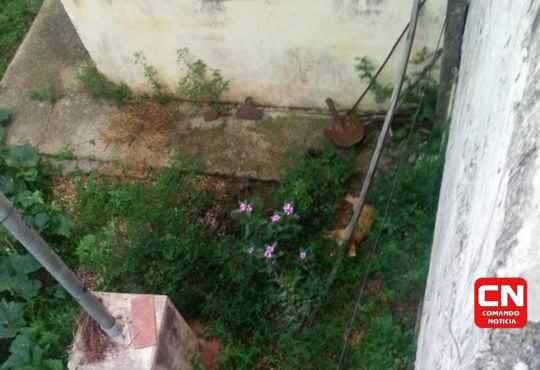 Gato envenenado cópia