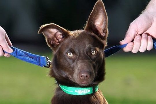 Com quem fica a guarda dos animais