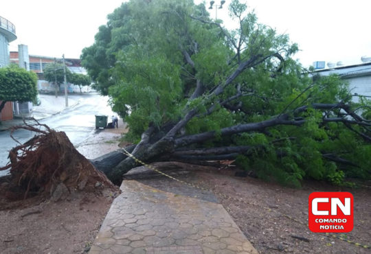 Arvore corola cópia