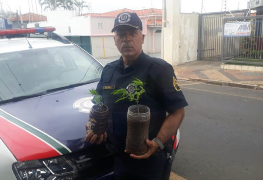 Pes de maconha 3 cópia