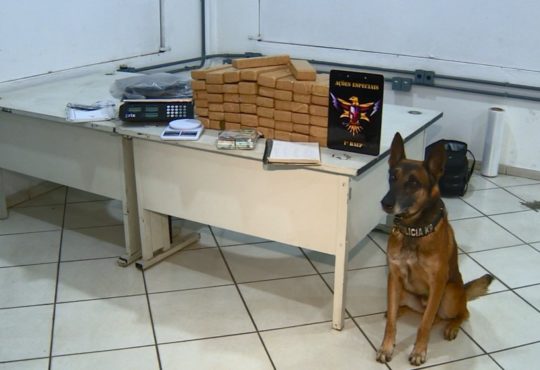 Cachorro xxx