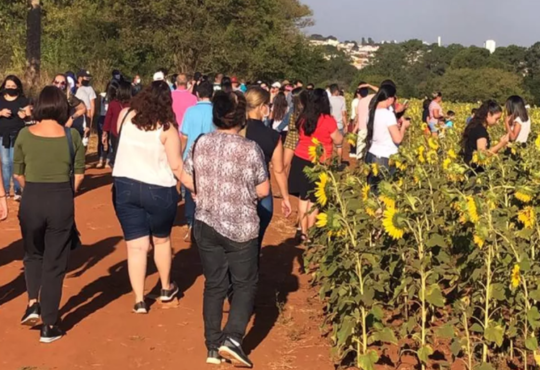 Girassol sumaré
