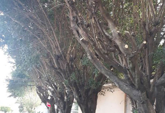 Sujeiras pombos 4