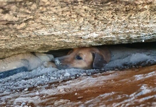 Cachorro valinhos capa