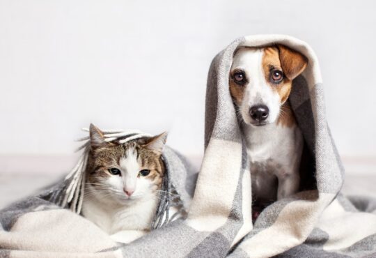 Credito. shutterstock. divulgacao premierpet r 