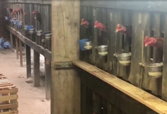 Img g1