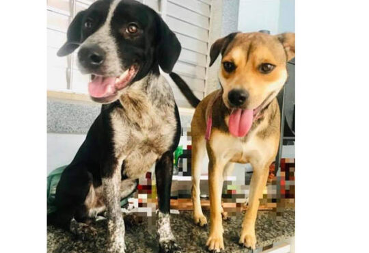 Paçoca e zeus