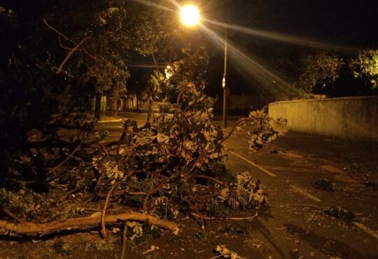 Arvores campinas