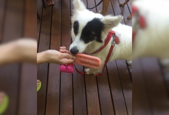 Pet