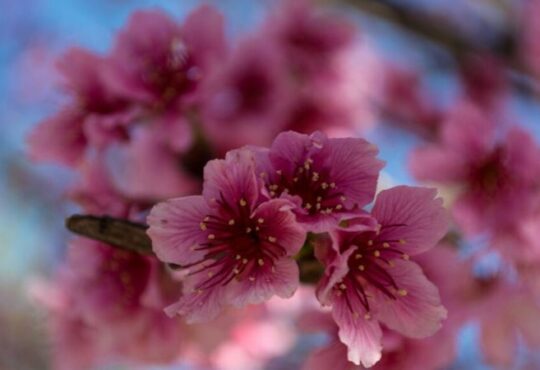 Primavera