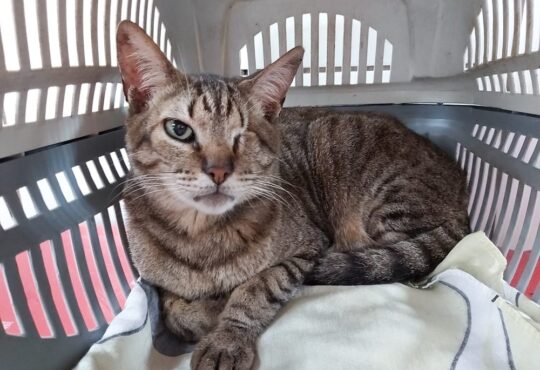 Gato thiago 1