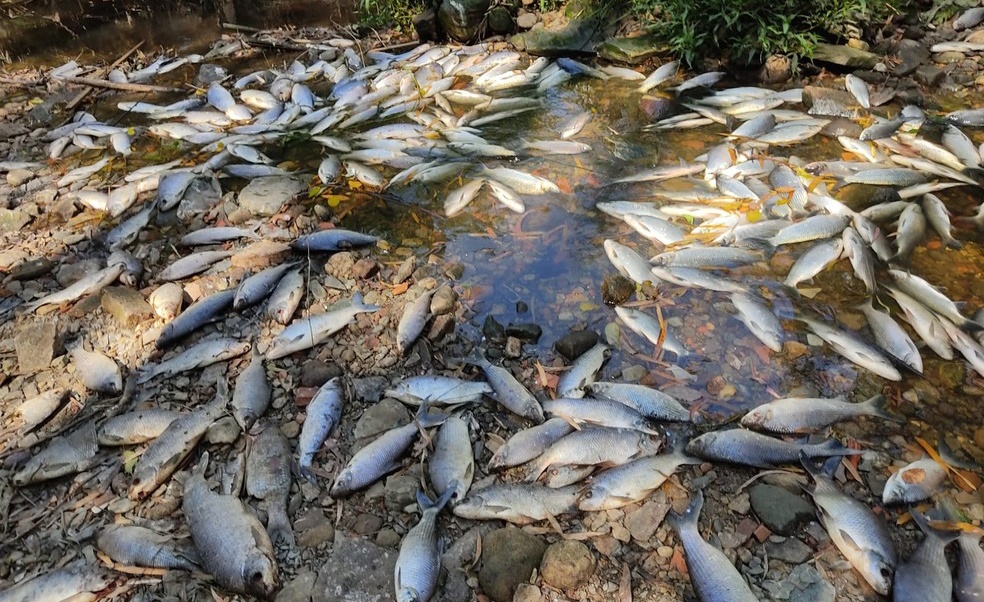 Moradores Registram Peixes Mortos Em Rio De Salto Comando Not Cia