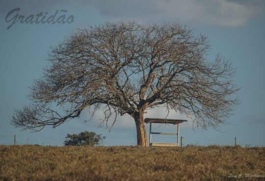 Imagens 22
