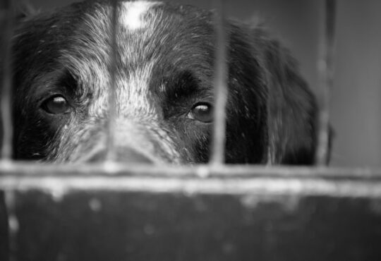 22a6cc2a cae6 4e8c a907 8840c9d8a1b6