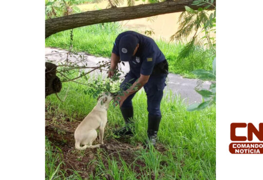 Gm salva cão cópia