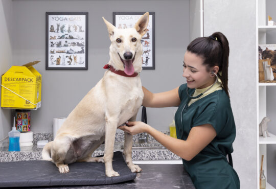 Grupo unieduk release obesidade em pets foto 1