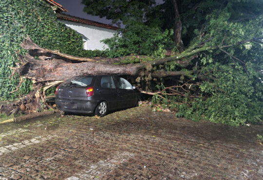 Arvore caiu em cima de palio cópia