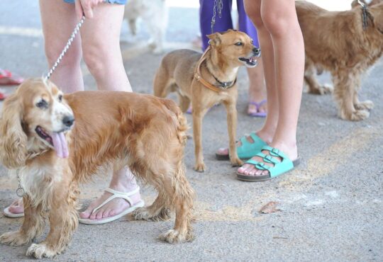 Cachorro fabio rodriguesvpozzebom ab
