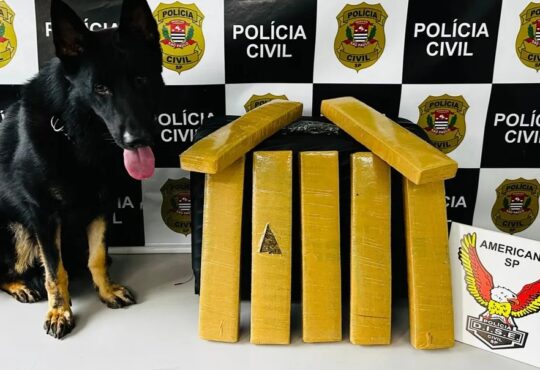 Cão farejador gm de americana dise