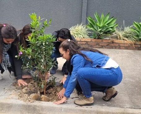 Verde plantio arvore