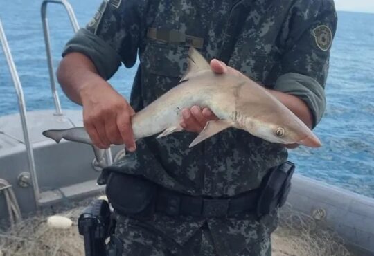 Filhote de tubarão santos