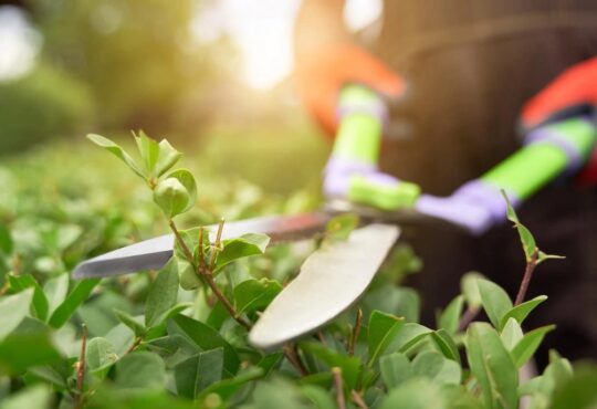 Jardinagem divulgação ric pmi