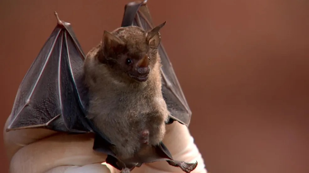 Remédio produzido com a saliva do ‘morcegovampiro’ trata infarto, AVC