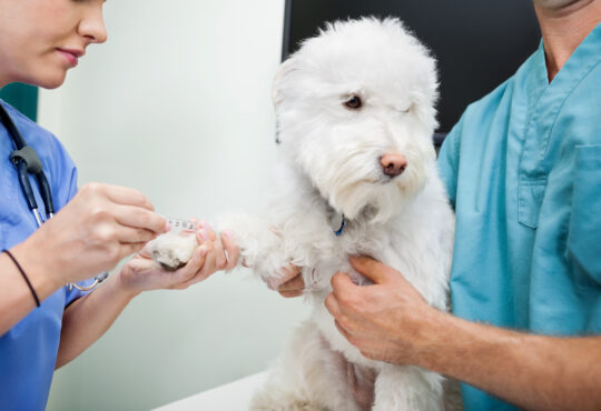 Dog blood sample