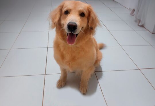 Diagnosticado com leishmaniose bethoven cao da raca golden retriever vem apresentando progresso nos sinais clinicos na doenca devido ao tratamento adequado