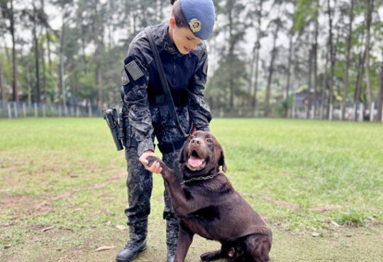 Cão choque cópia