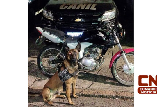 Canil persegue moto adulterada cópia