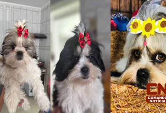 Cachorrinhas que fugiram cópia