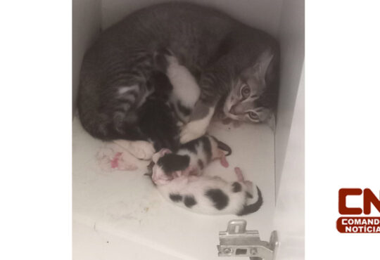 Gata da cria em armario cópia