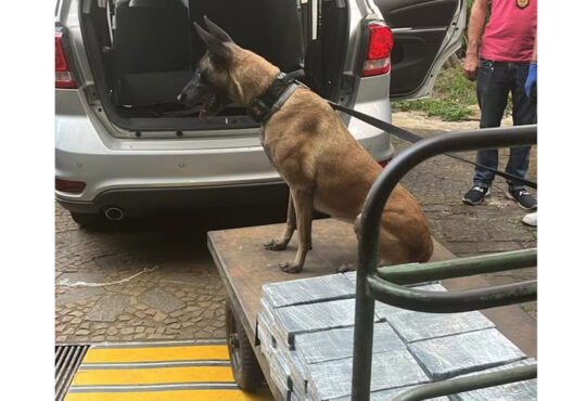 Cão gm localiza 50kg pra denarc cópia