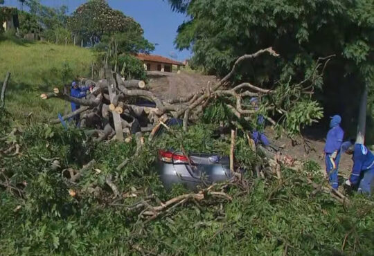 Carro arvore itupeva regis rosa cópia